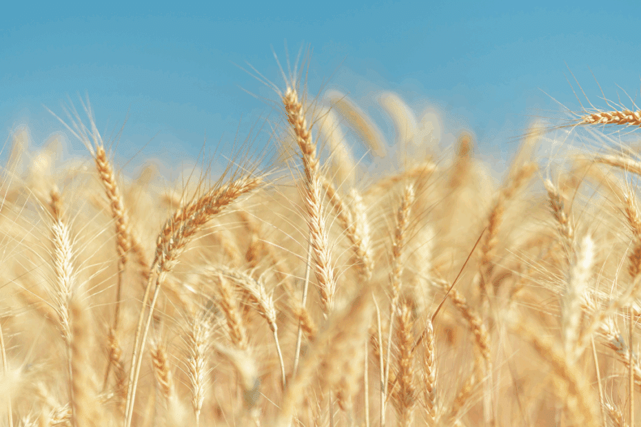 imagem em alta definição de cultivo de trigo