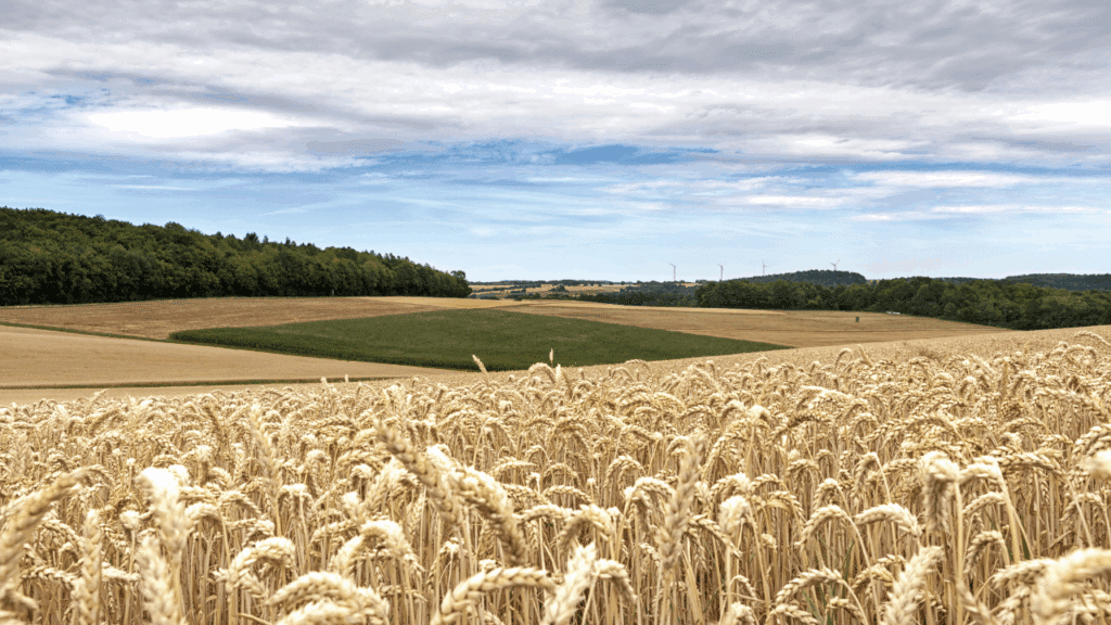 Imagem representativa do cultivo de trigo no Brasil