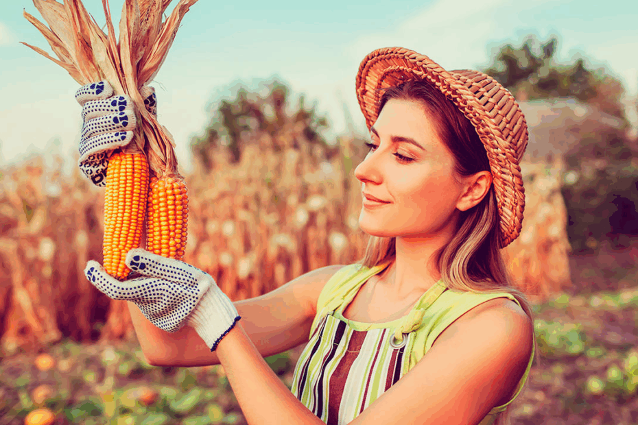 mulher realiza colheita de milho representando o empoderamento feminino na agricultura
