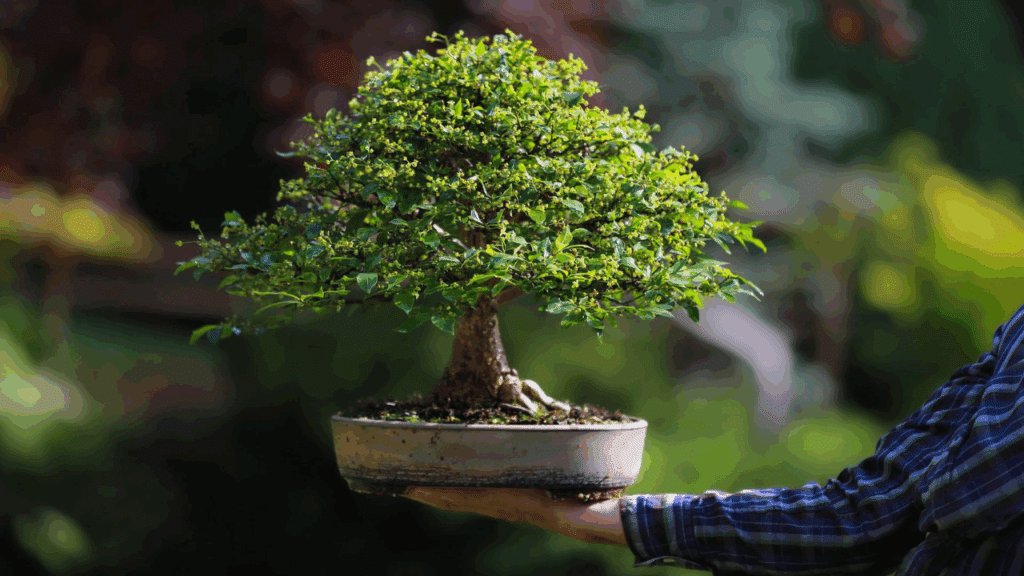 cultivo de bonsais imagem topo