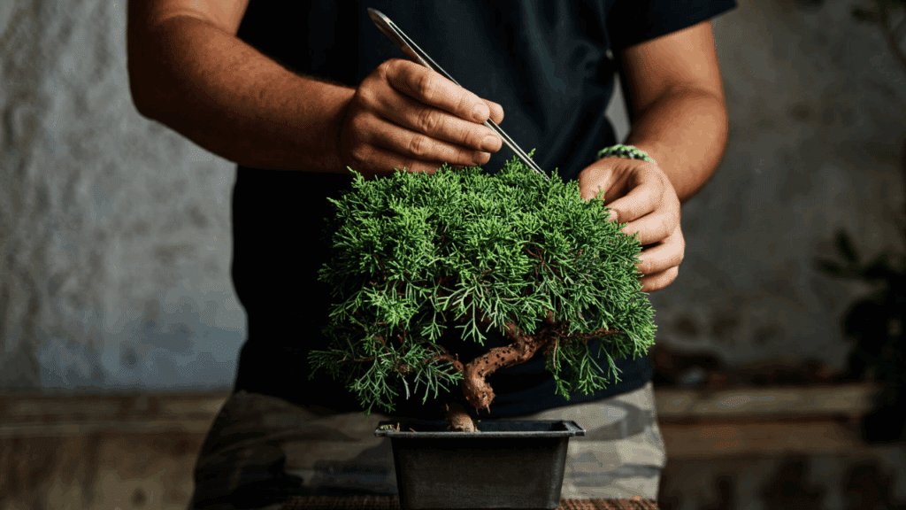 cultivo de bonsais