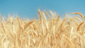 imagem em alta definição de cultivo de trigo