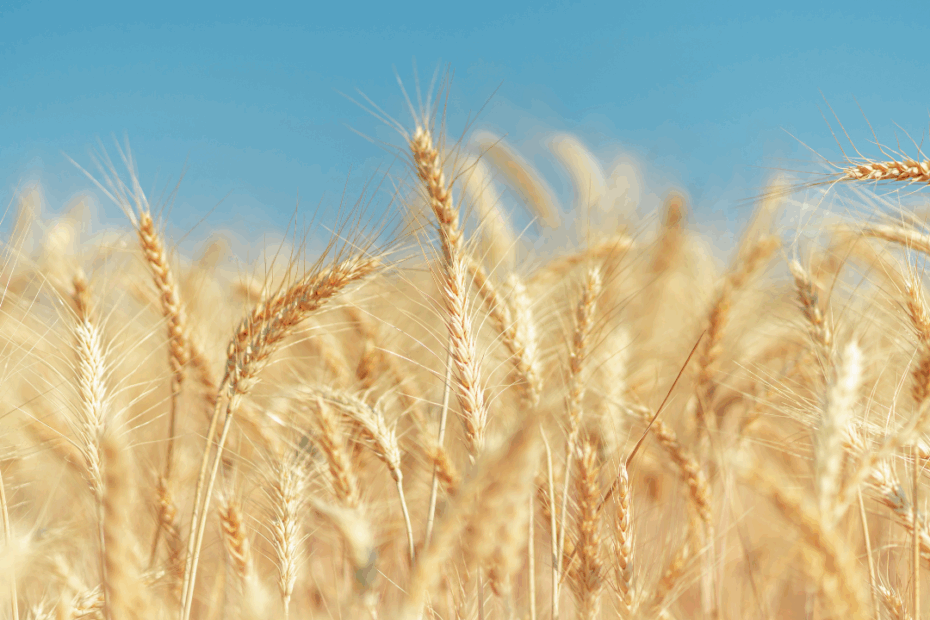imagem em alta definição de cultivo de trigo