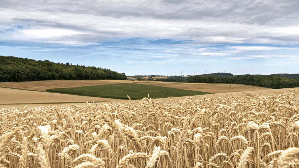 Imagem representativa do cultivo de trigo no Brasil