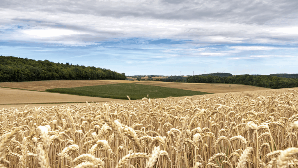 Imagem representativa do cultivo de trigo no Brasil