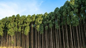 grande plantação de eucalipto para silvicultura