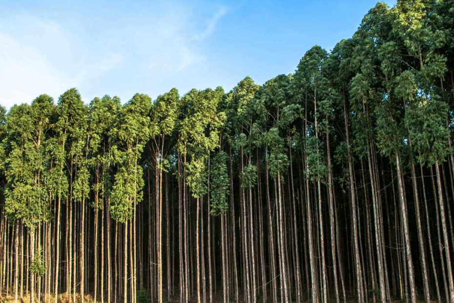grande plantação de eucalipto para silvicultura