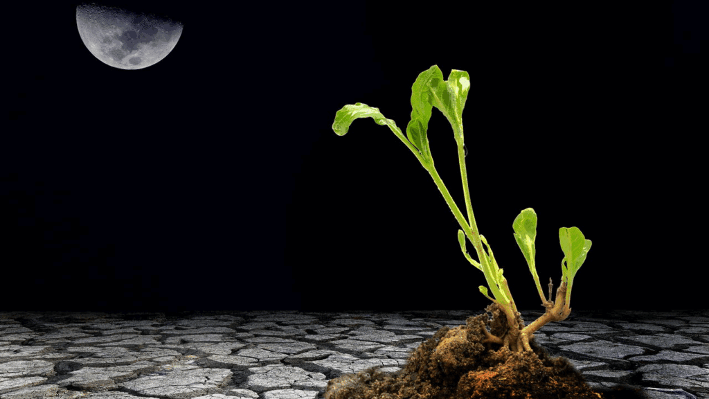 fases da lua para plantação