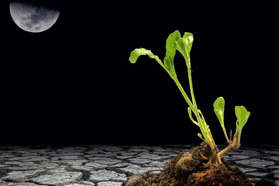 fases da lua para plantação
