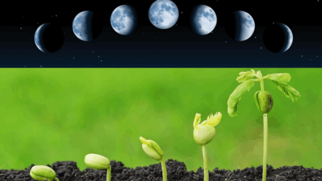 fases da lua para plantação