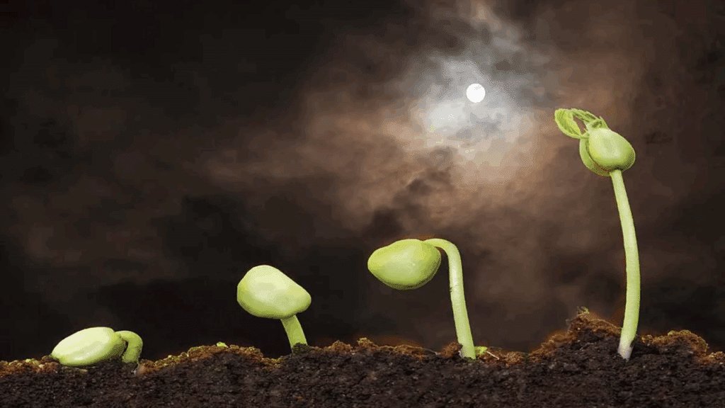 fases da lua para plantação sua importancia