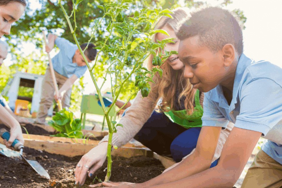 projeto horta escolar sendo aplicado.