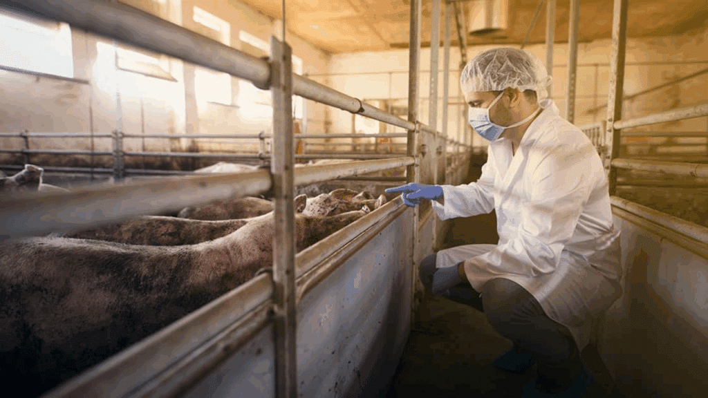 Profissional em suinocultura realiza visita técnica em uma instalação para suínos.