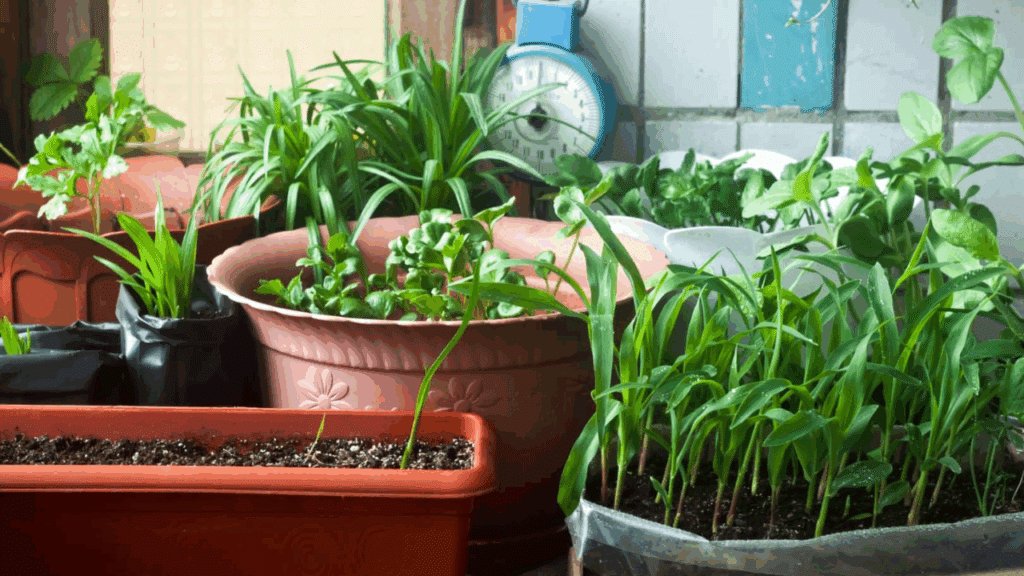 exemplo mostra que a sua primeira horta pode ser em vasos de planta.