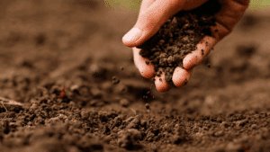 agro solo pode ser definido como o solo preparado para alguma serventia agrícola.