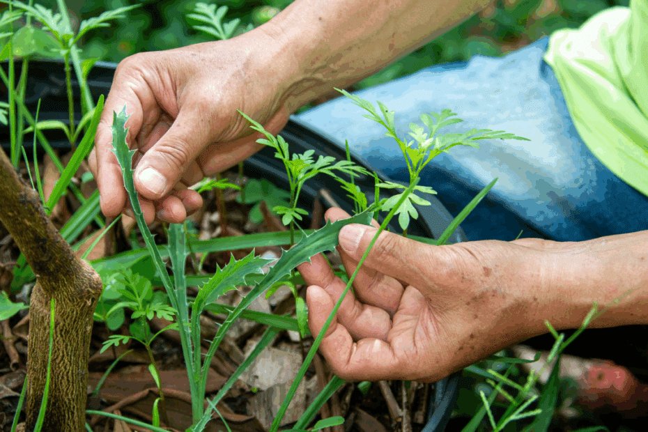 cultivo de hortaliças imagem reprodução.