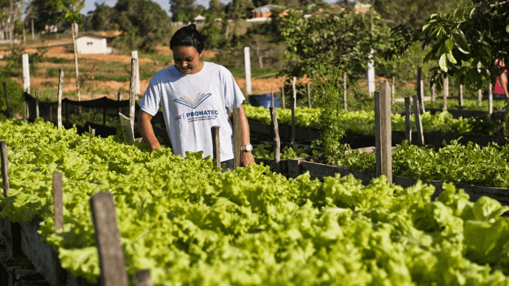 cultivo de hortaliças em uma horta comunitária.