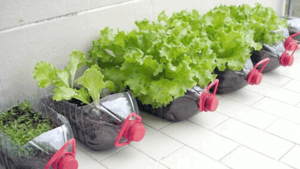 plantação de alface em horta em casa feita com garrafas pet