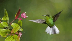 imagem representa uma espécie de plantas que atraem beija-flor