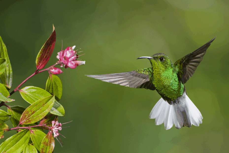 imagem representa uma espécie de plantas que atraem beija-flor