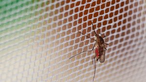 telas mosquiteiro imagem representativa.