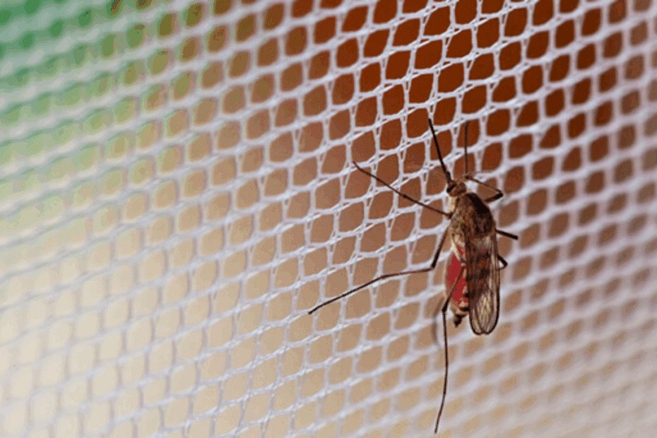 telas mosquiteiro imagem representativa.